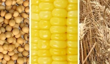 Productos de maíz - soya