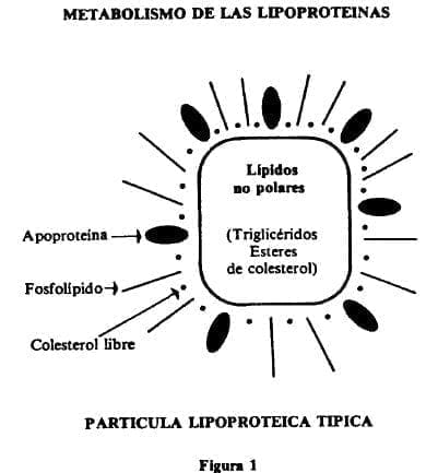 Metabolismo de la lipoproteinas