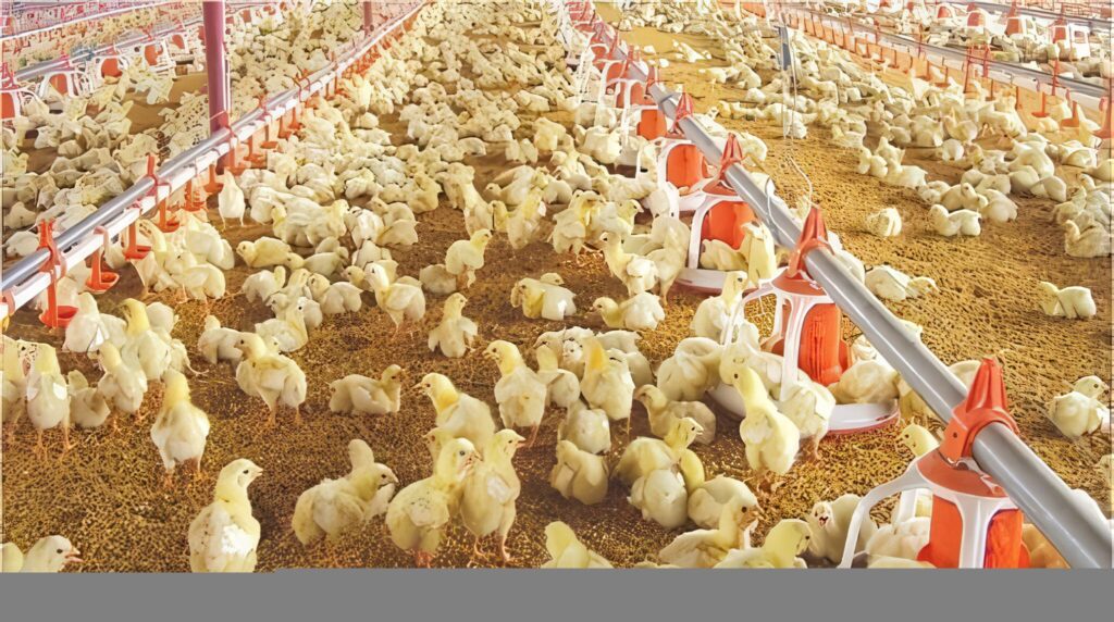 En el Día Mundial del Huevo