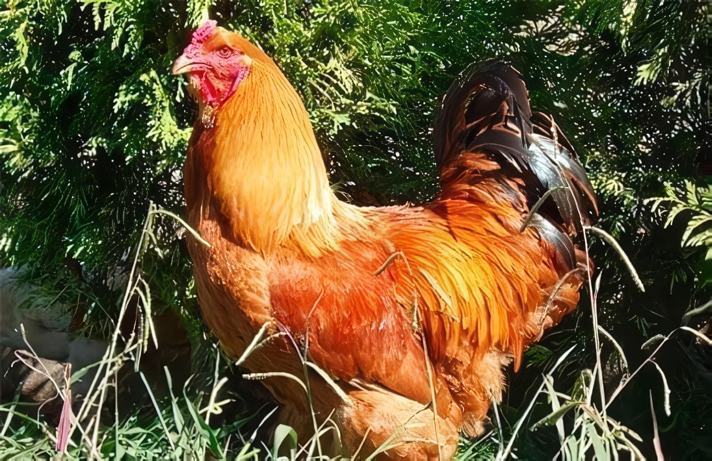 La gallina “criolla”