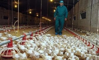 El gas en la industria avícola