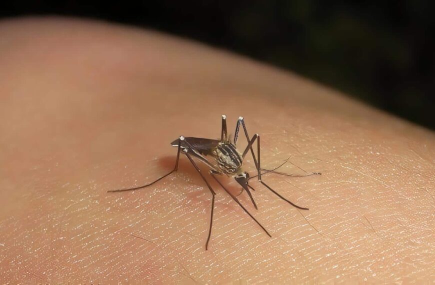 Guía de Atención del Dengue