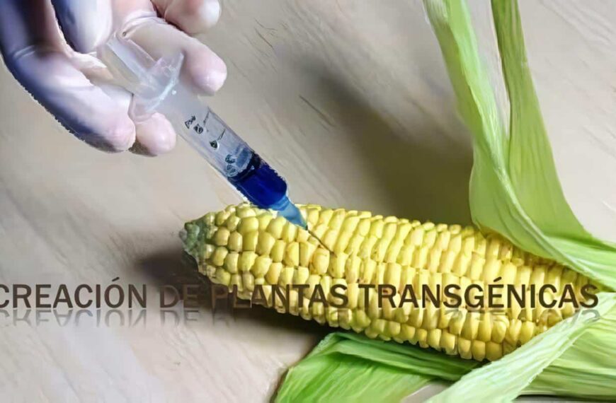 El rol de las plantas transgenicas