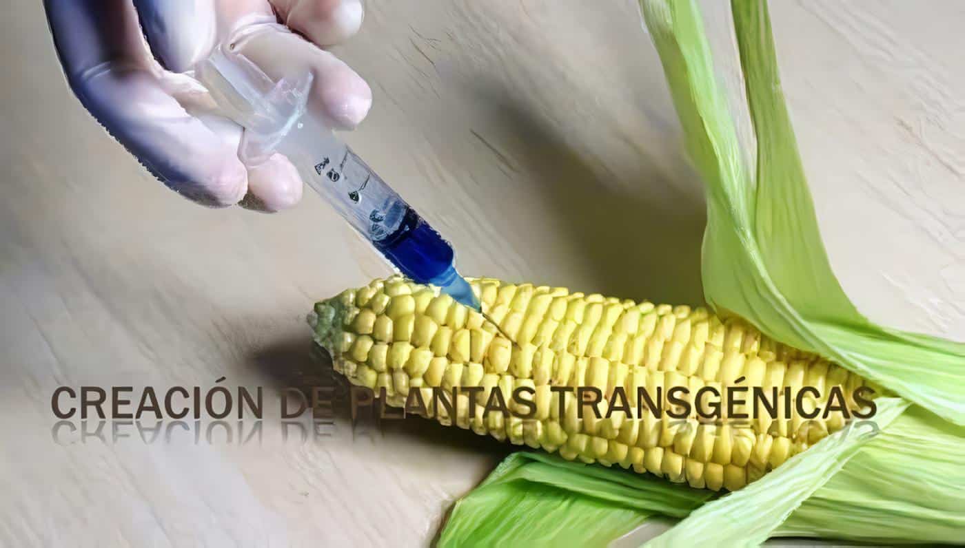 El rol de las plantas transgenicas