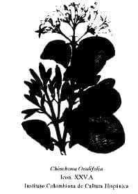 Chinchona Ovalifolia