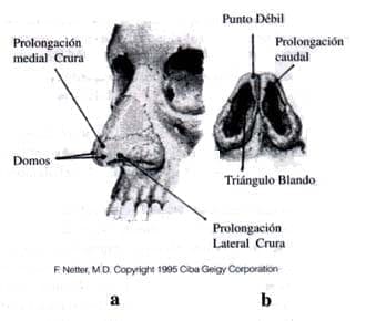 Anatomía Quirúrgica