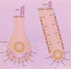 Células ciliadas internas y externas