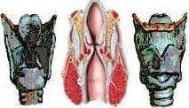 Anatomía de la laringe