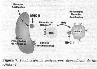 Producción de anticuerpos, dependiente de las células T