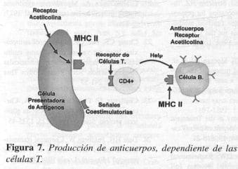 Producción de anticuerpos, dependiente de las células T