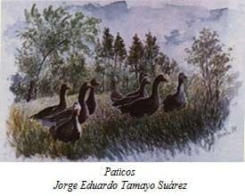 Paticos - Jorge Eduardo Tamayo Suárez