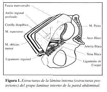 Herniorrafia Preperitoneal: Estructuras de la lámina interna