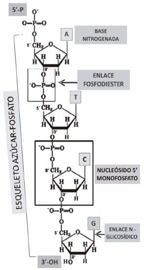 Cadena polinucleotídica