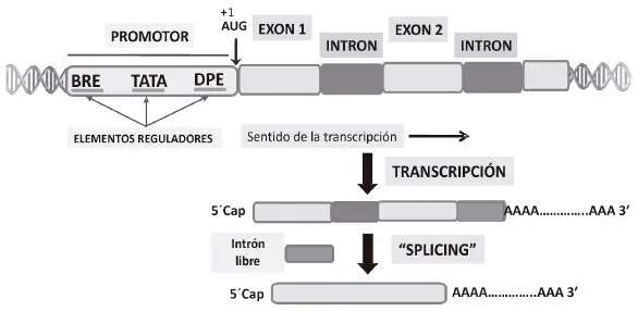 Estructura general de un gen eucariótico