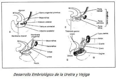 Desarrollo Embriológico de la Uretra y Vejiga