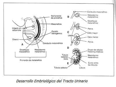Desarrollo Embriológico del Tracto Urinario