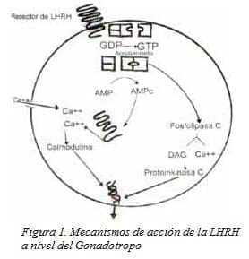 Mecanismos de acción de la LHRH a nivel del Gonadotropo