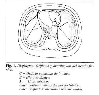 Diafragma. Orificios y distribucián del Nervio Frénico