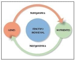Nutrigenética y nutrigenómica