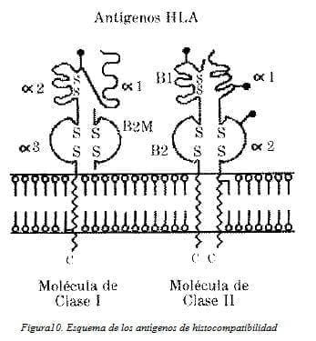 Esquema de los Antígenos de Histocompatibilidad