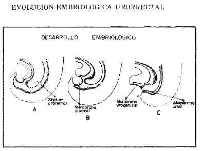 Evolución Embriológica Uro rectal