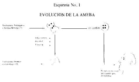 Evolución de la Ameba