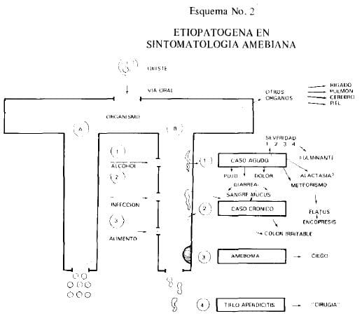 Etiopatogena en Sintomatología Amebiana