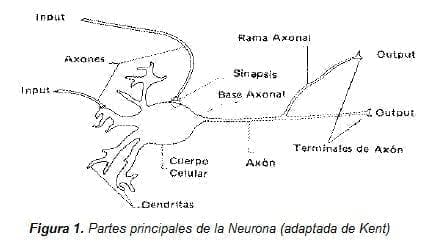 Partes principales de la Neurona