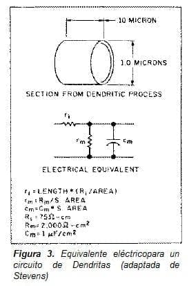Equivalente eléctrico para un circuito de Dendritas