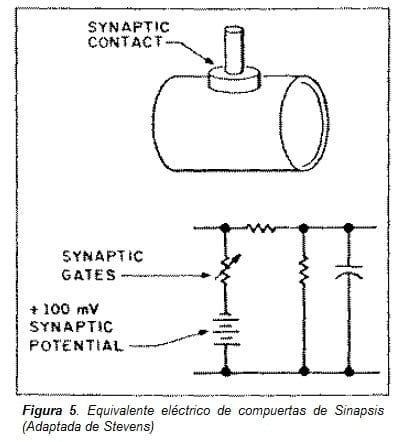 Equivalente eléctrico de compuertas de Sinapsis
