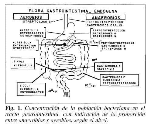Flora gastrointestinal endogena