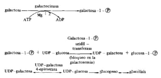 Glucosa y galactosa