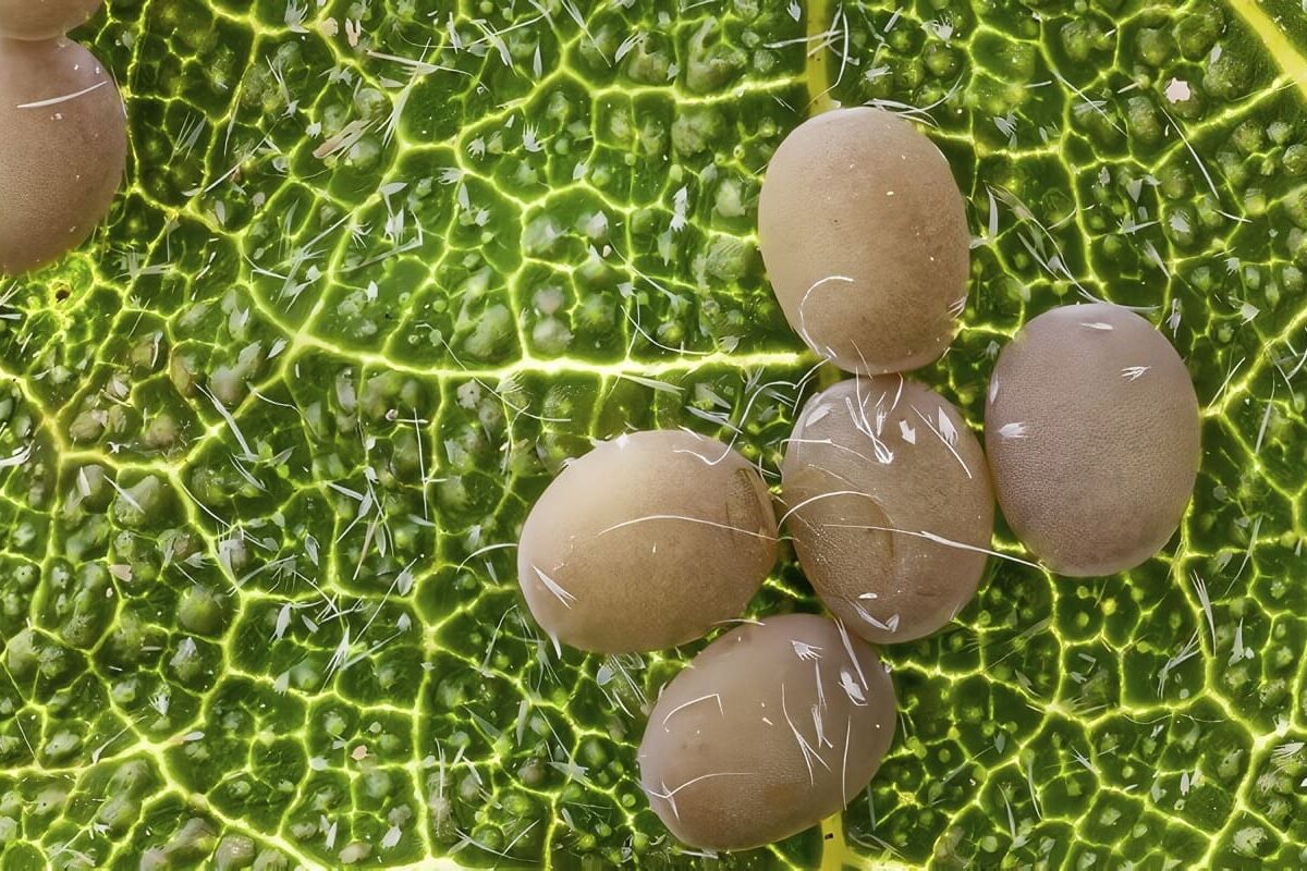 huevos de gusano de seda