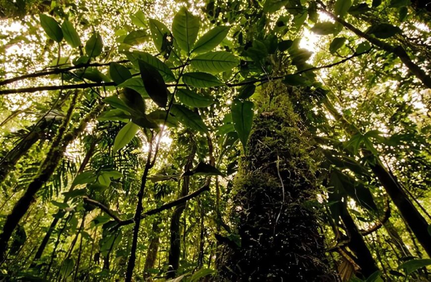 Bosques con el Cambio Climático