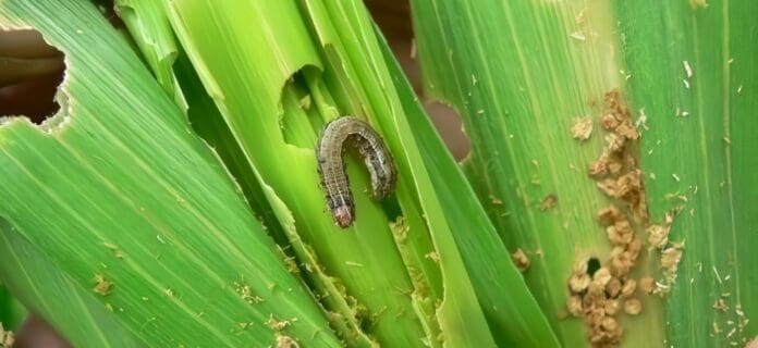 gusano cogollero del maíz