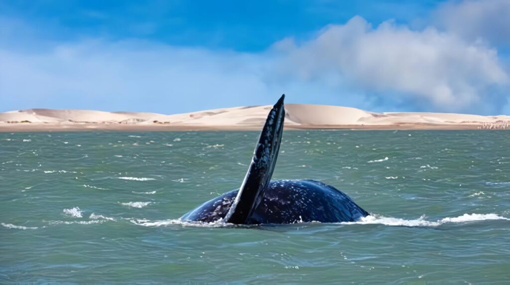 Protección Océanos