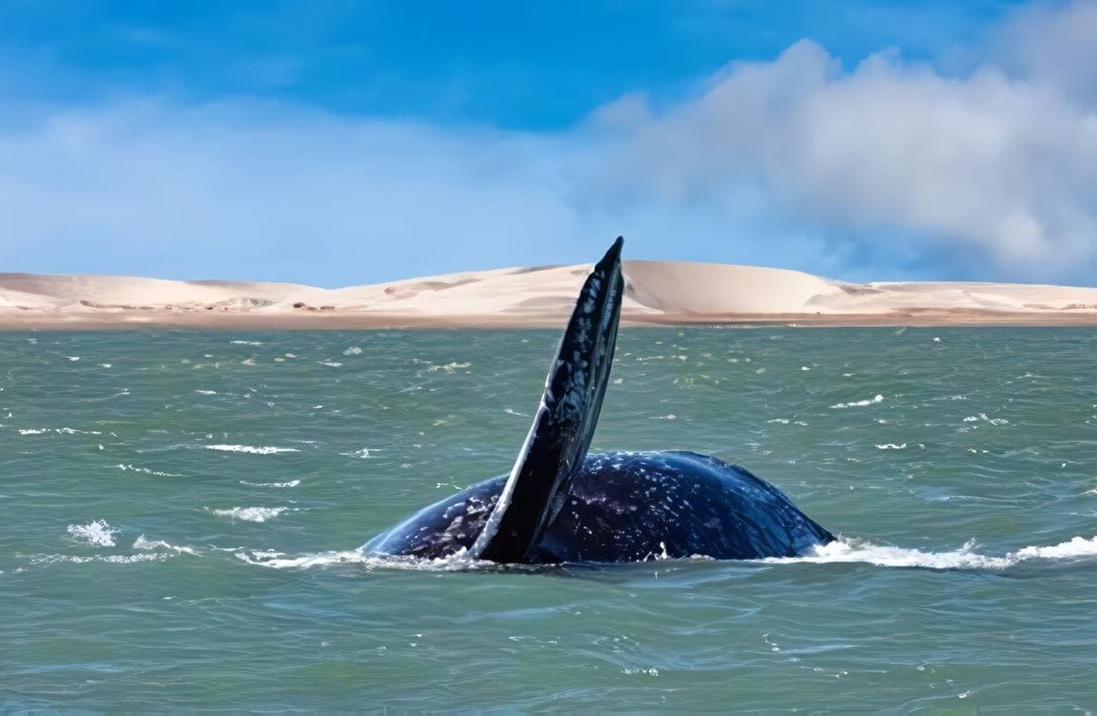 Protección Océanos