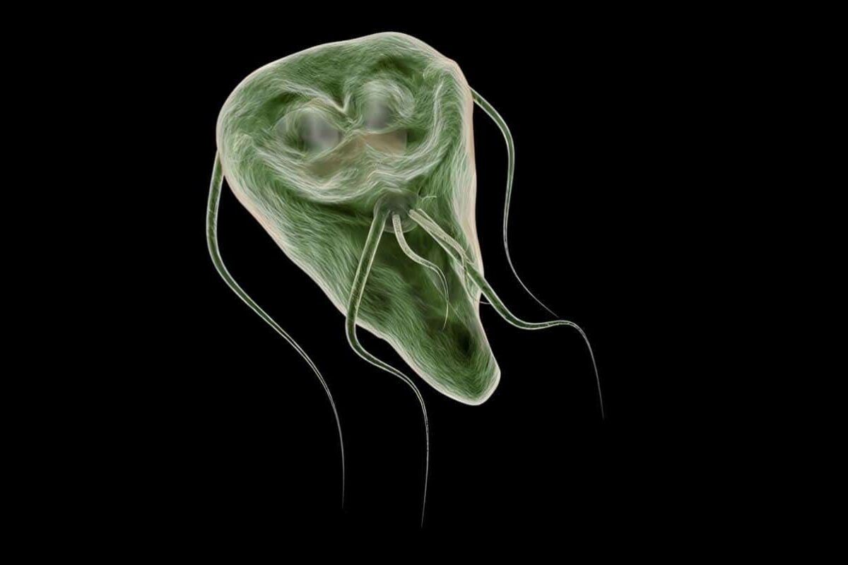 Giardia Intestinalis