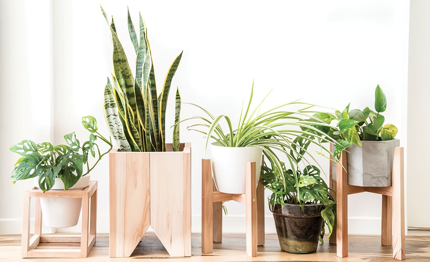 Plantas para interiores