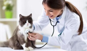 Enfermedades comunes en mascotas