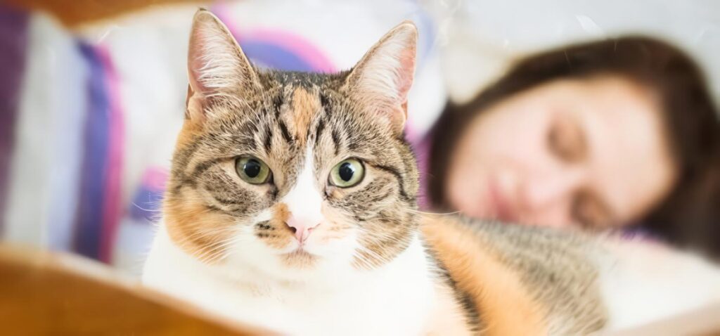 Consejos para que el gato deje dormir