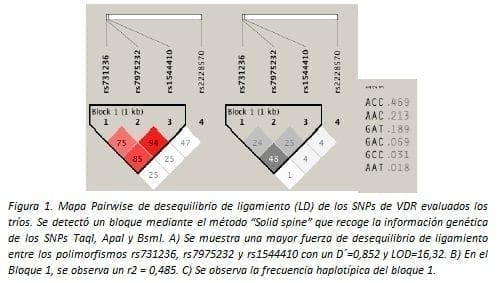 Desequilibrio de Ligamiento (LD) de los SNPs de VDR evaluados los tríos