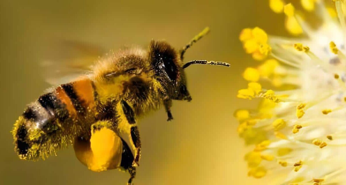 abejas en la agricultura