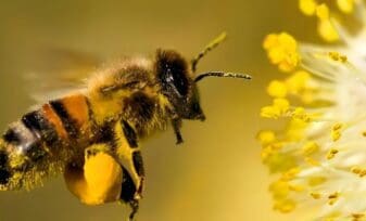 abejas en la agricultura