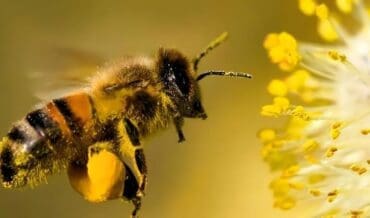 abejas en la agricultura