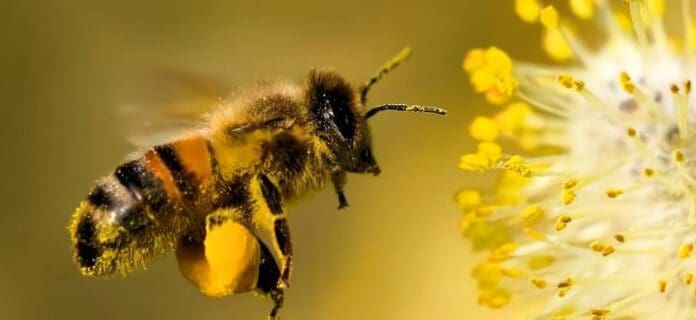 abejas en la agricultura