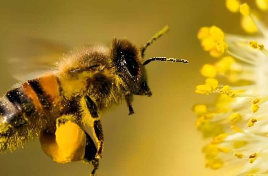 abejas en la agricultura