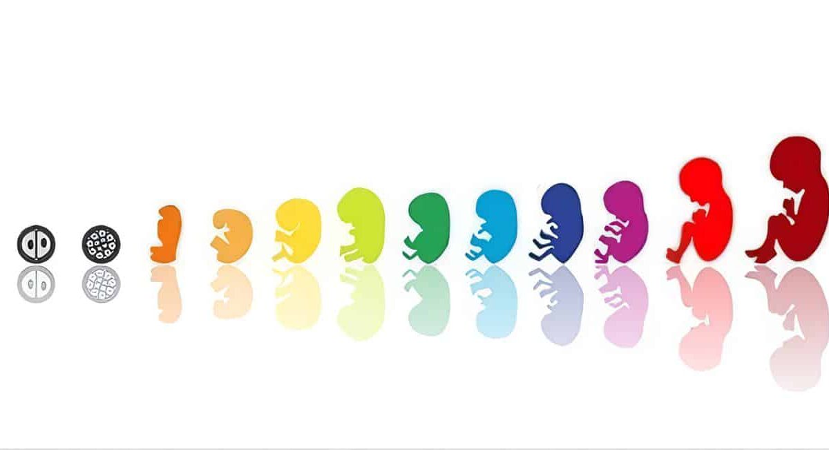 Crecimiento Fetal Durante el control Prenatal