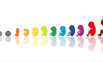 Crecimiento Fetal Durante el control Prenatal