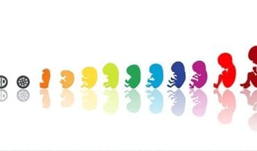 Crecimiento Fetal Durante el control Prenatal
